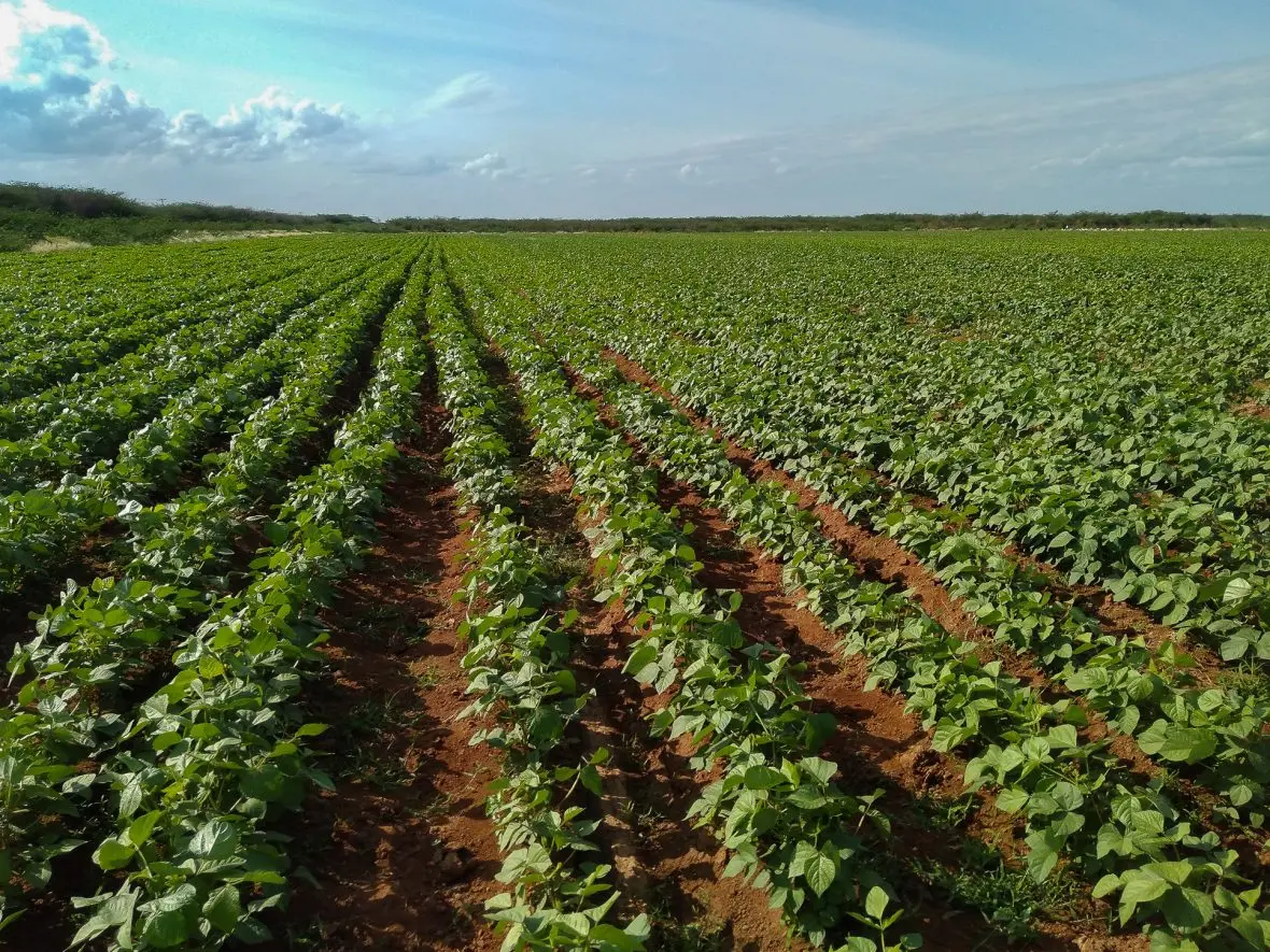 Mung beans in field