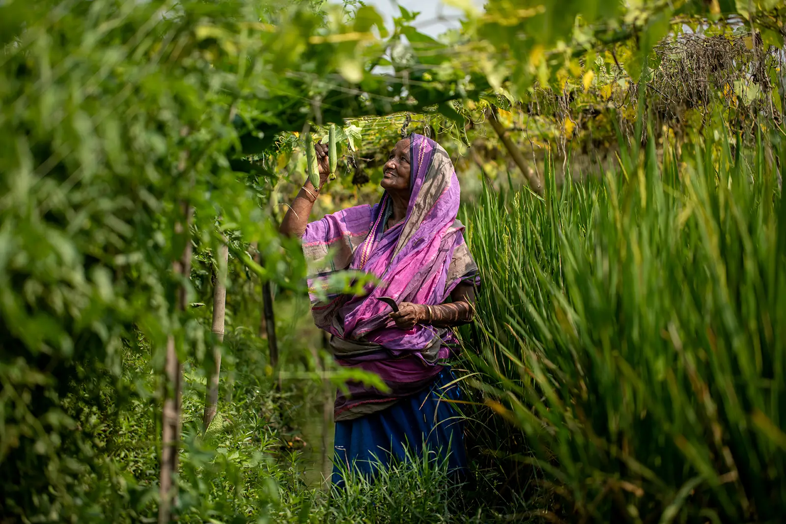 A woman in Bangladesh harvesting vegetables from a paddy field.