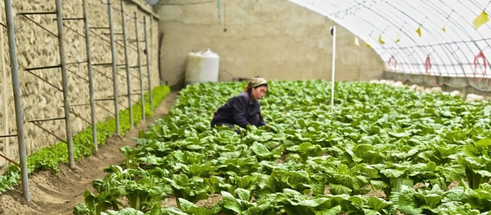 Many people in DPRK face chronic food insecurity and poverty.