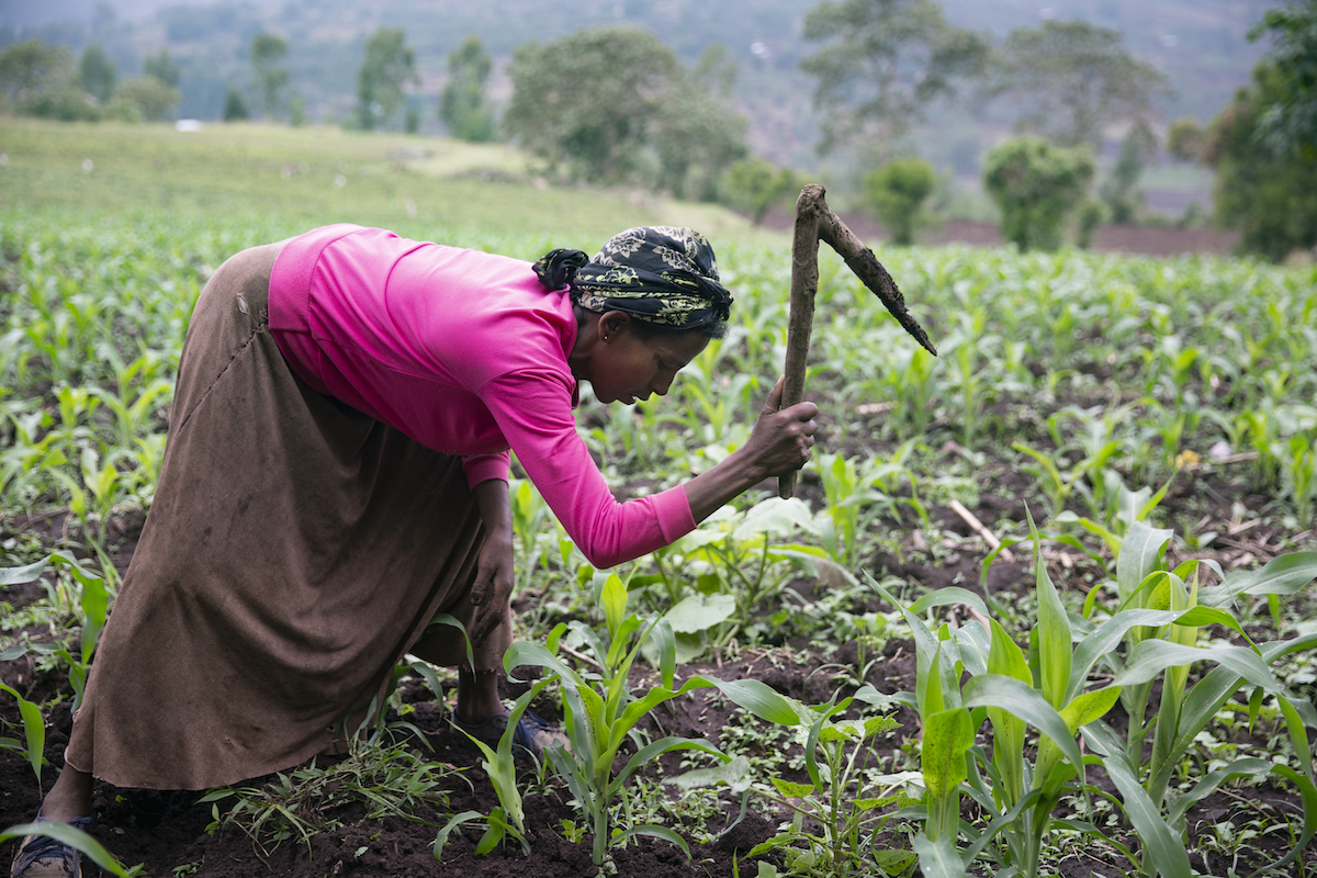 Nigist Sorsa works the land behind her home in Ethiopia. A widow, she says that life is a continuous struggle and the family often doesn’t have enough to eat. She has enrolled in Concern’s LEAF program, which is based on the graduation model, and is designed to help people upskill and break the cycle of extreme poverty.