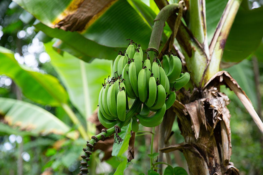 bananas on a tree