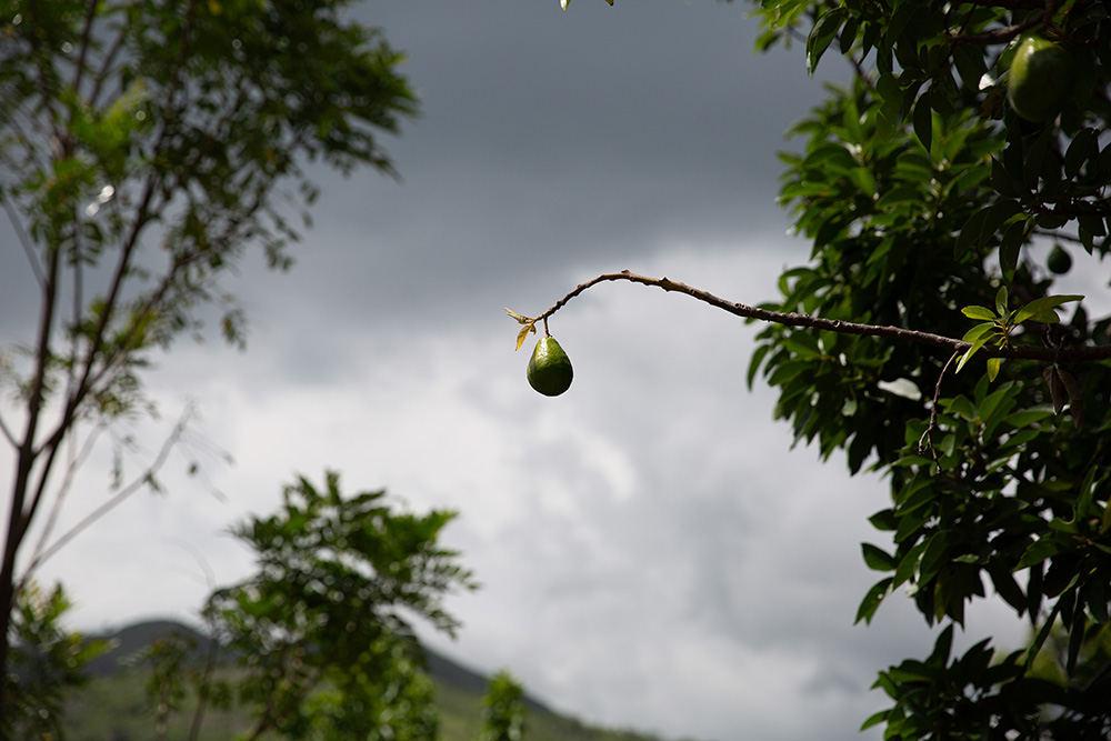 an avocado on a tree