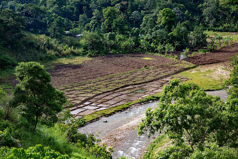 crops being cultivated in haiti