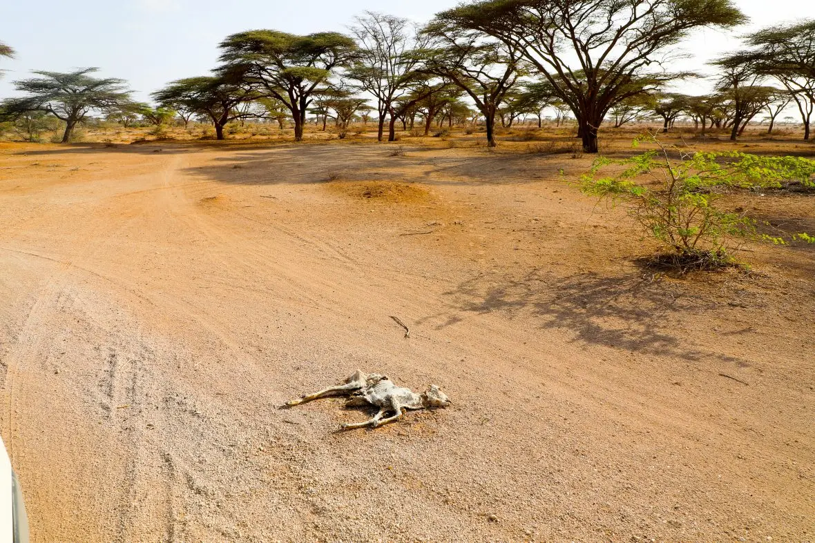 Remains of cows and goats can be found peppered across the Chalbi desert.