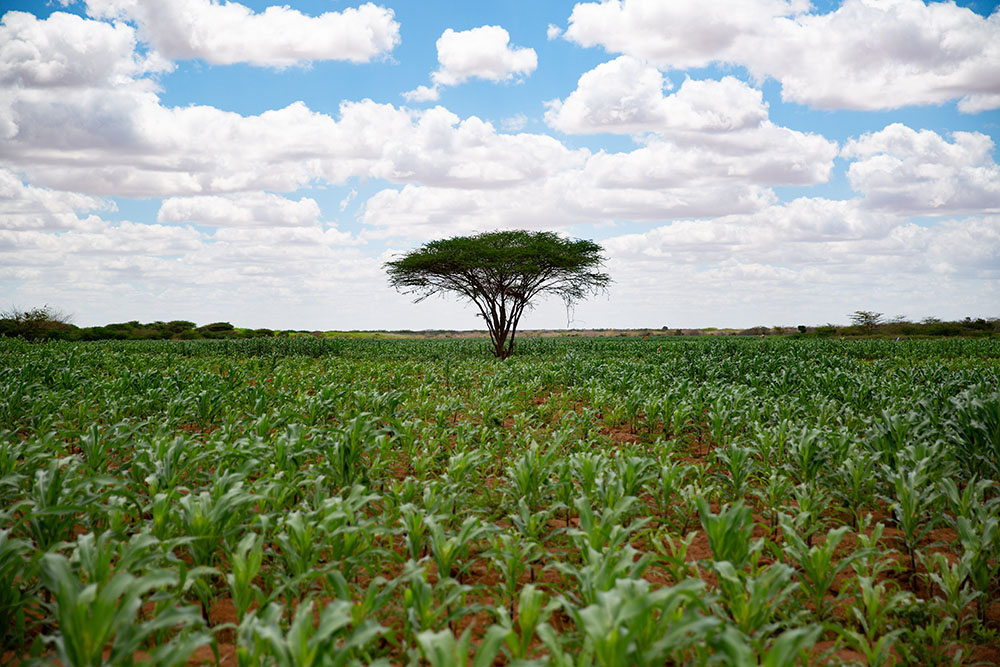 a maize field