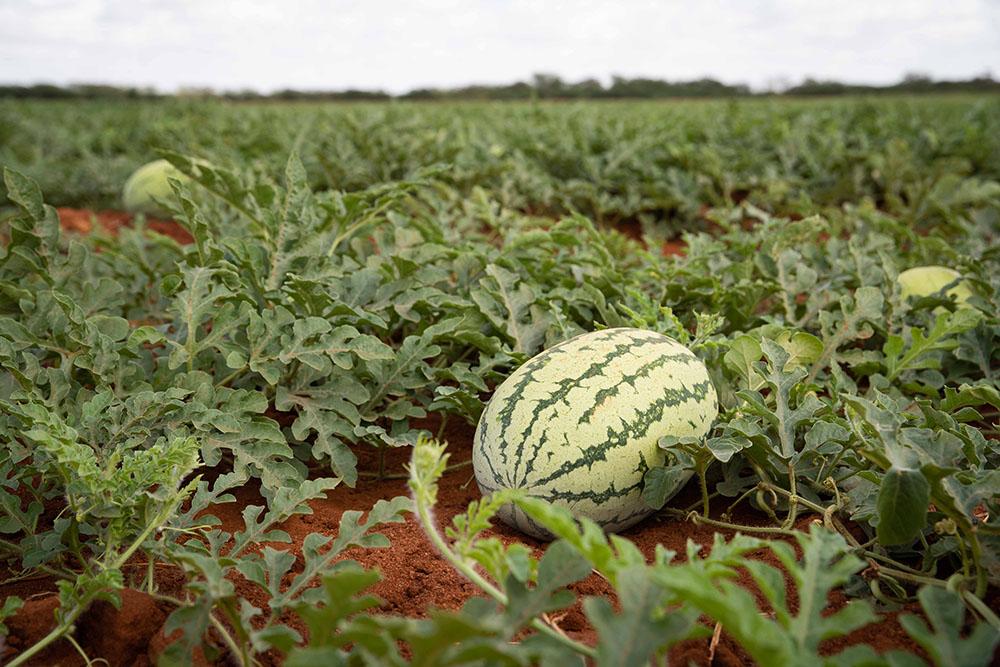 watermelon in field