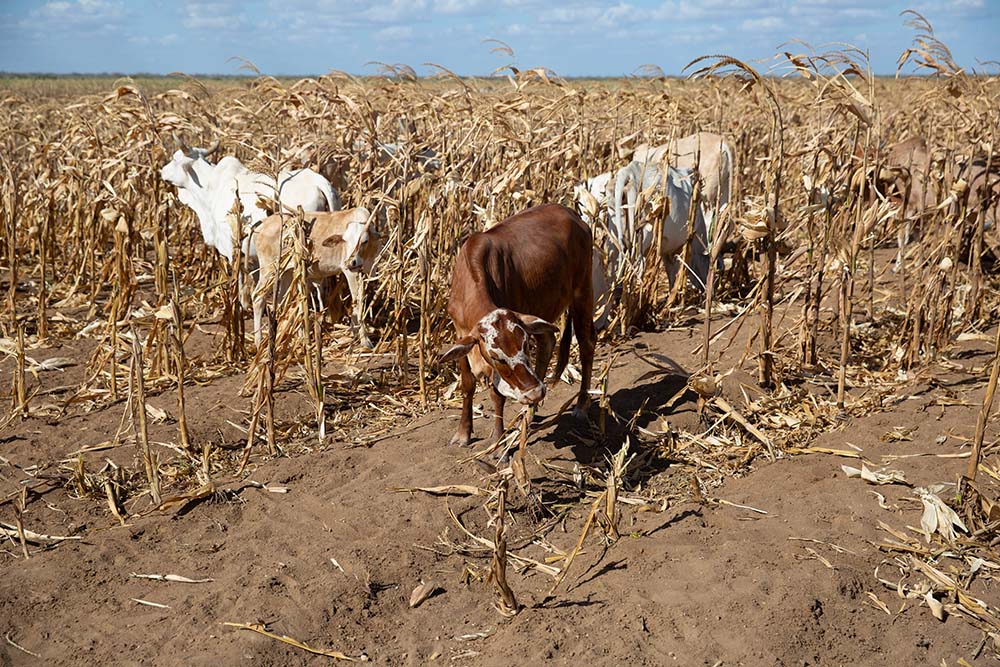 Cattle grazing on maize stalks.