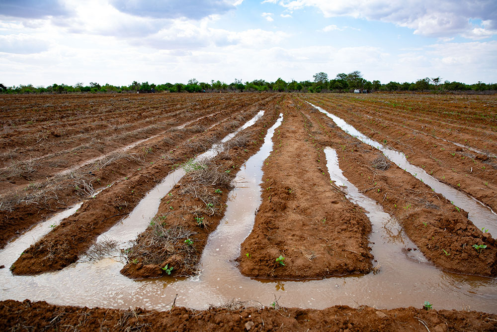 fileds under irrigation