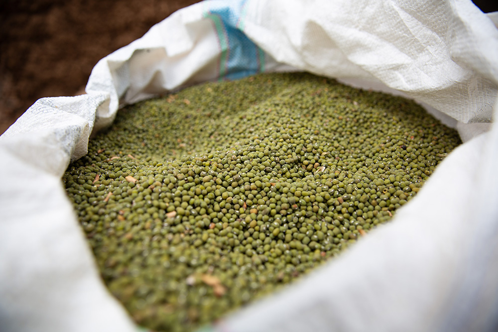 mung beans