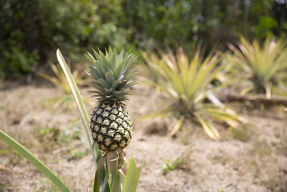 A pineapple plant in Liberia