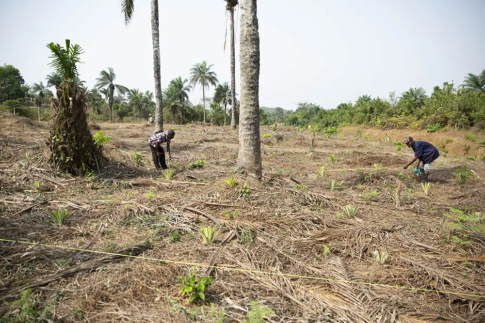 Measuring out an orchard plot in Liberia