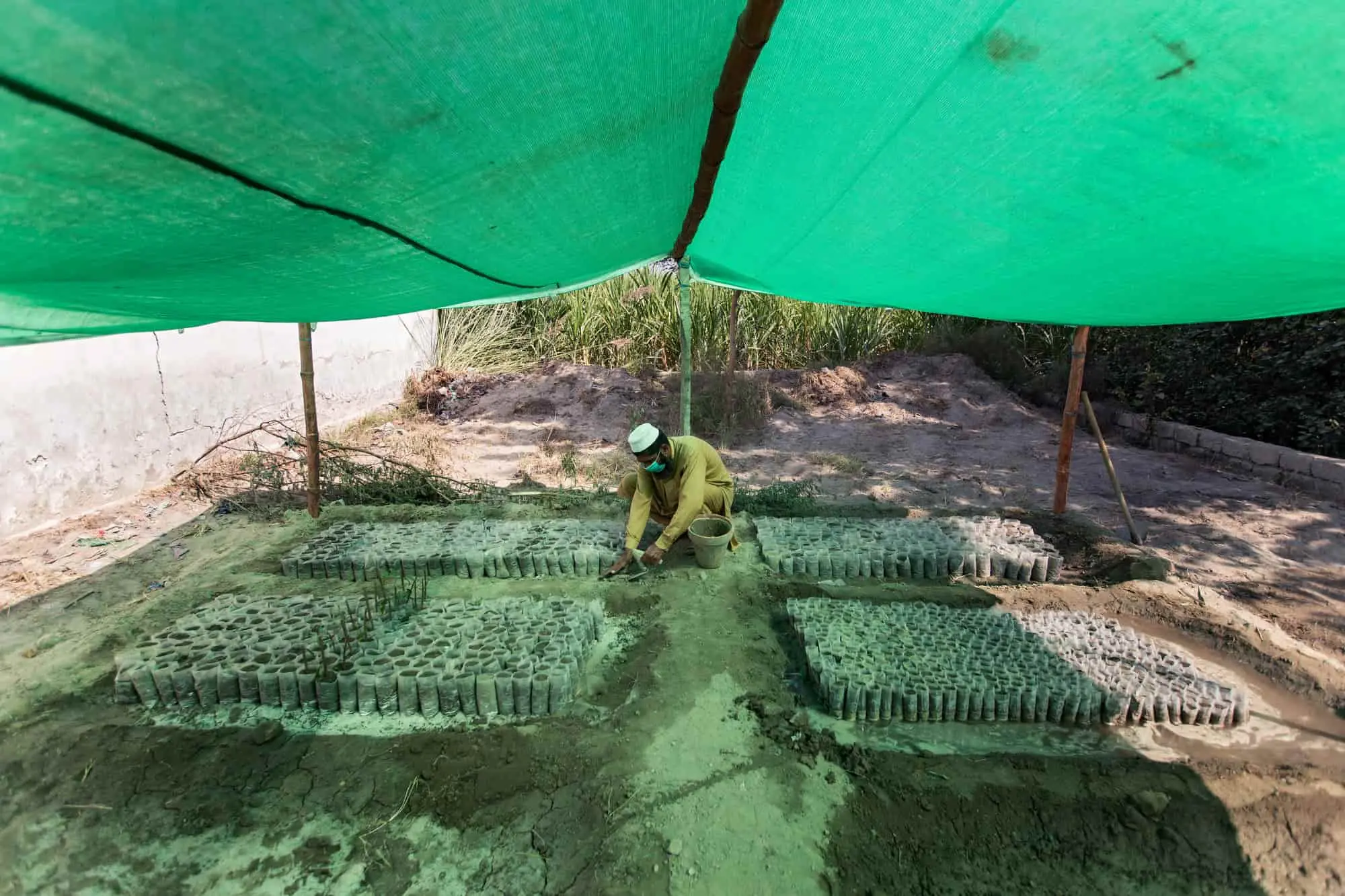 Man planting under green tarp