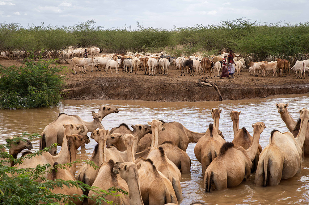 camels at a water hole