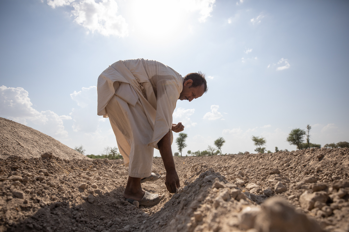 Maula Dinno is a farmer in Sindh. He sows cotton seeds on the farm land. He attended trainings at a farming school facilitated by Concern Worldwide and also received the cotton seeds to help him overcome the losses he faced during the floods in 2022. (Photo: Khaula Jamil/DEC/Concern Worldwide)