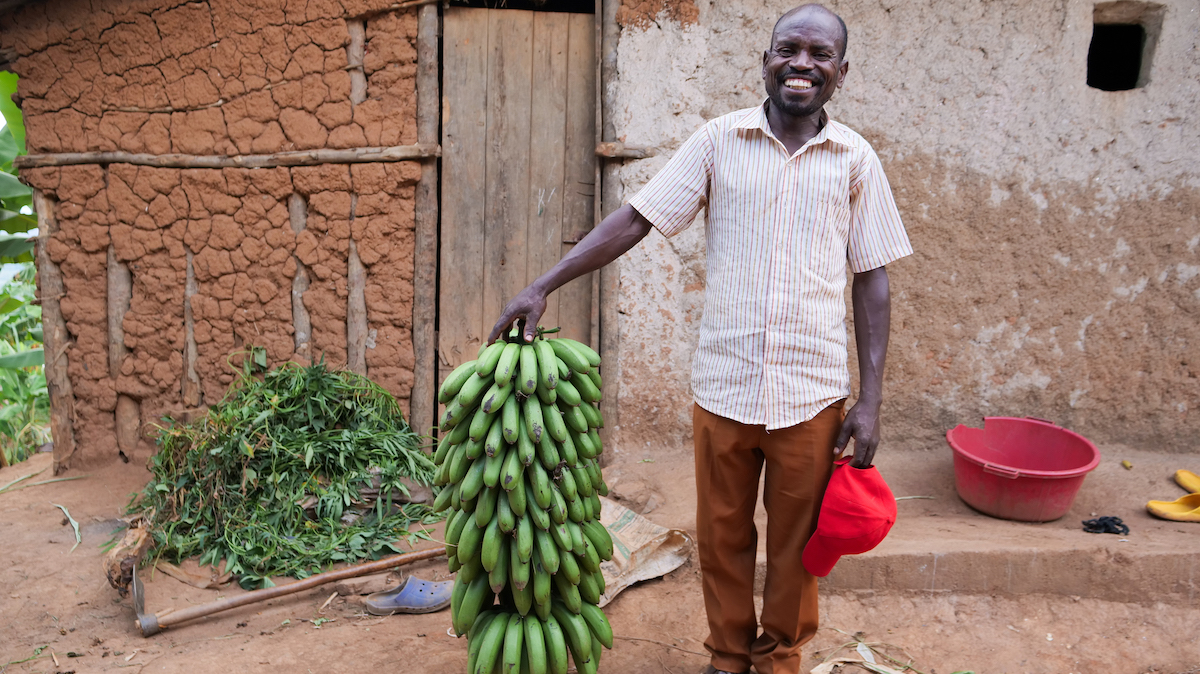 Emmanuel recently harvested 40 kilos of bananas from his small banana plantation. (Photo: Eugene Ikua/Concern Worldwide)