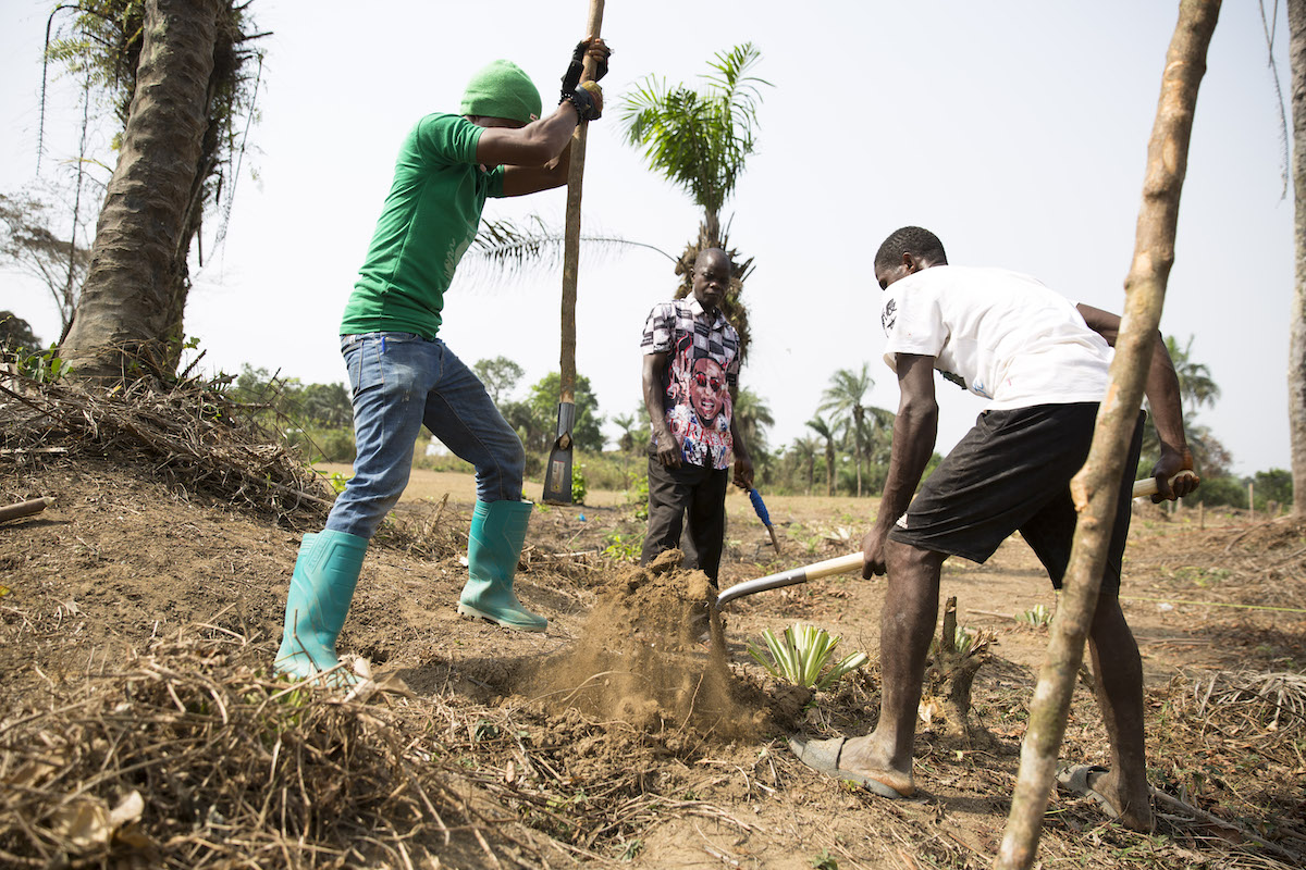 Preparing the ground for planting tree saplings at an agroforestry project in Grand Bassa, Liberia being supported by Concern under the Irish Aid funded LIFE programme. (Photo: Kieran McConville/Concern Worldwide)