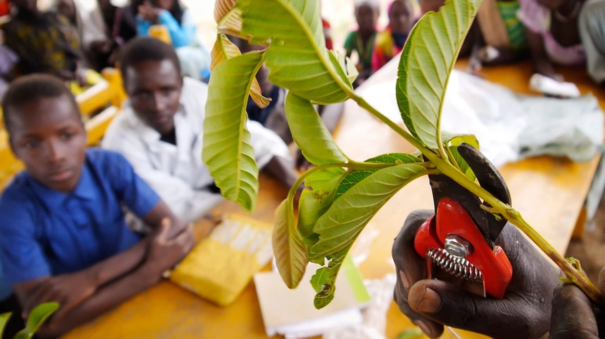 A hand holds a tree branch while children look on in the background