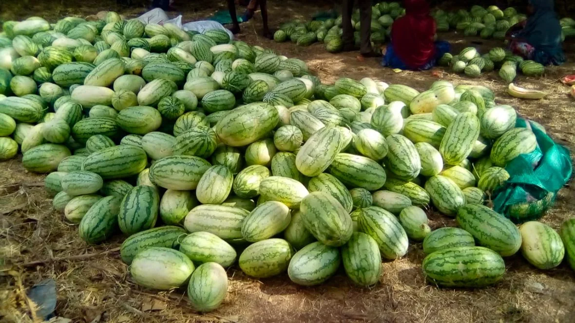 Pile of watermelons