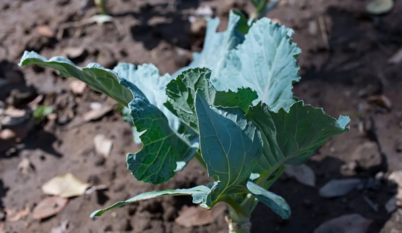 Kale plant