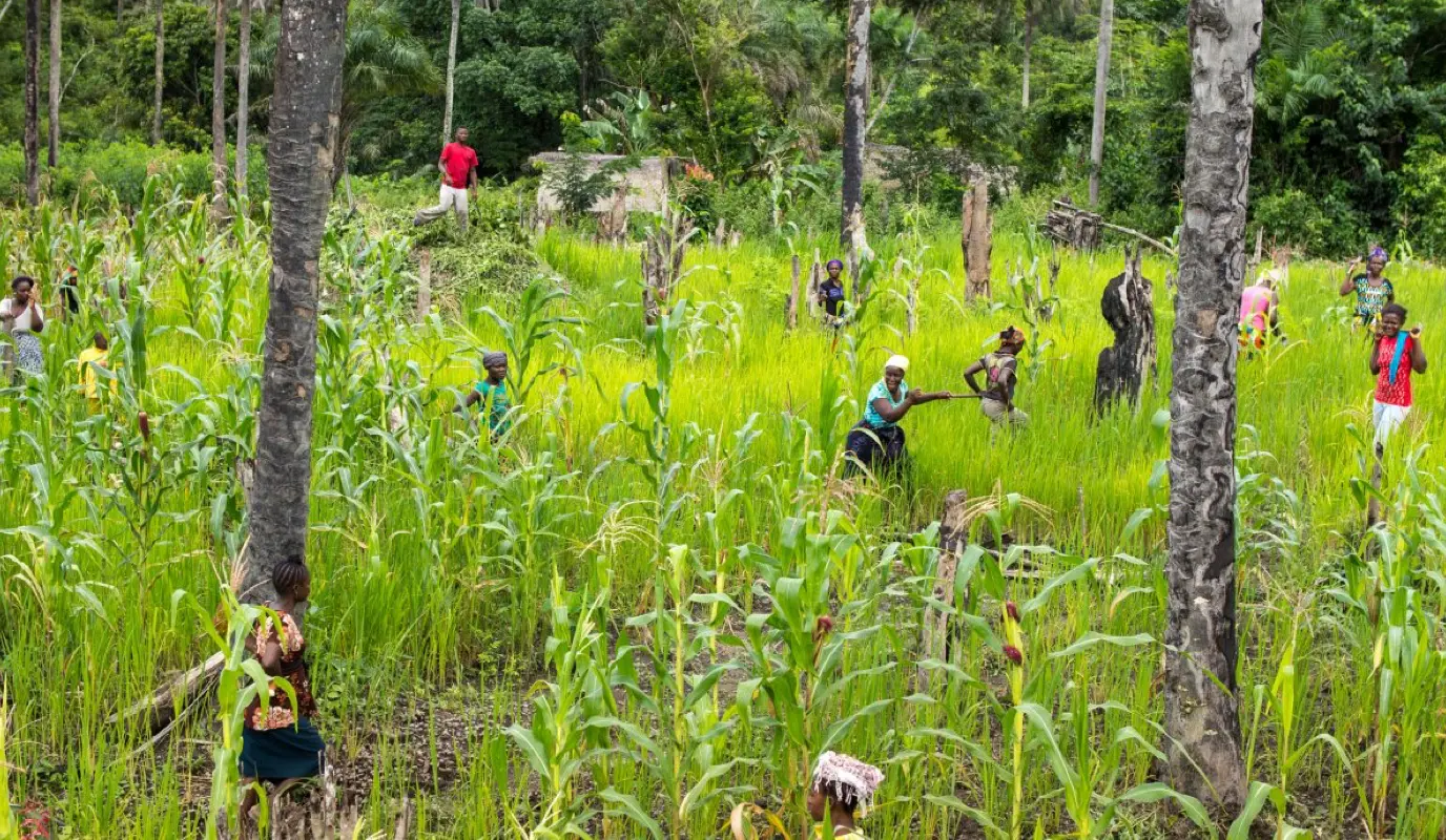 Rice and maize growing in Liberia