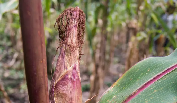 Maize cob on plant