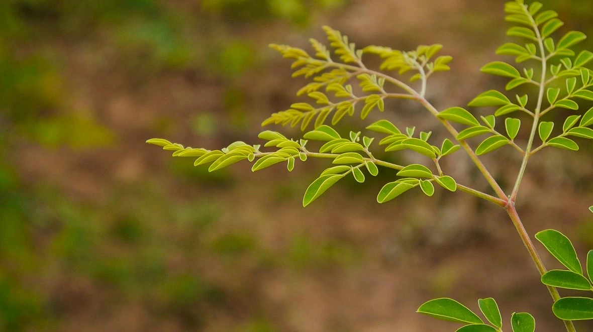 A Moringa tree in a nursery in Chad.