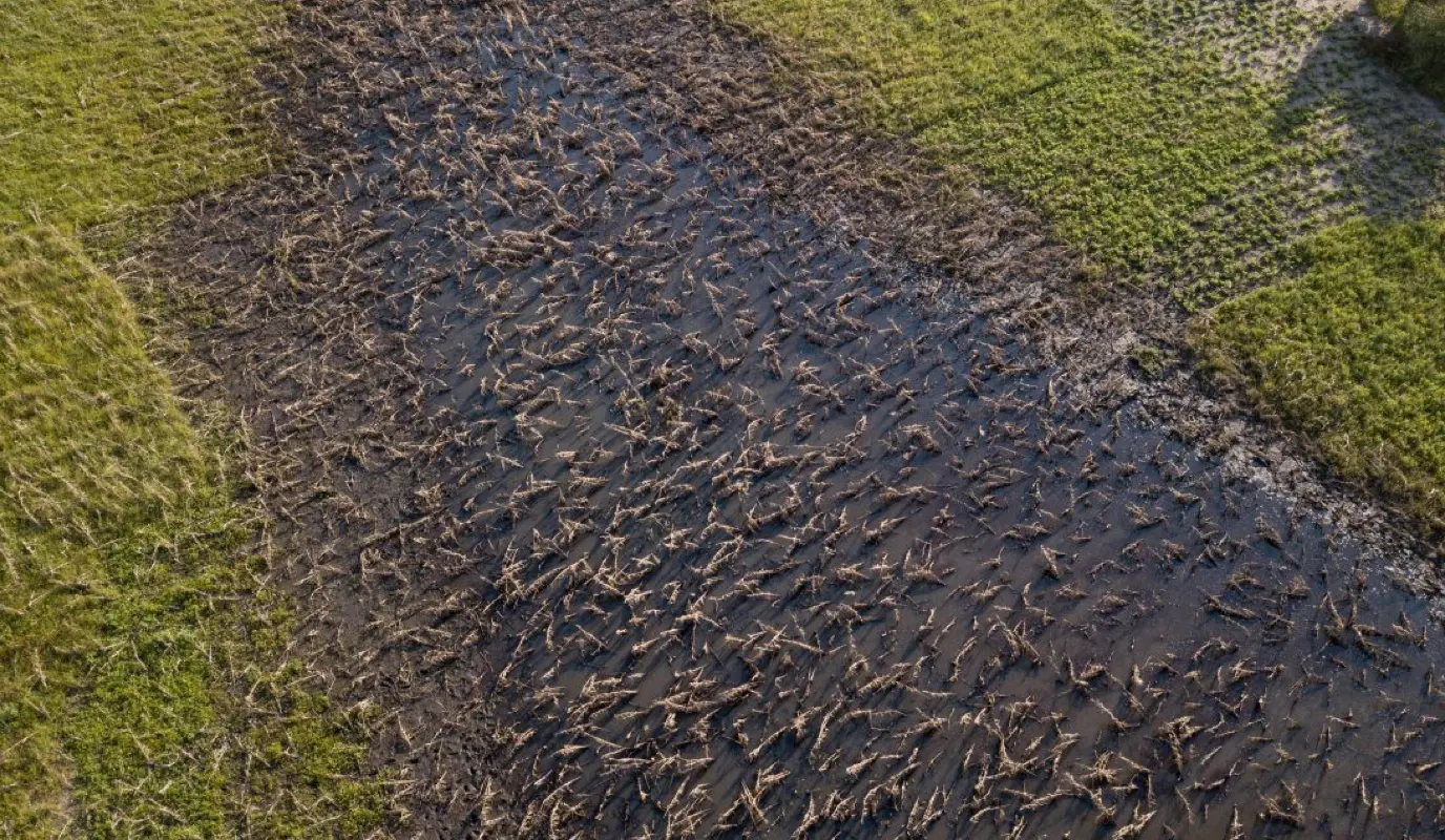 Ruined maize in Mozambique